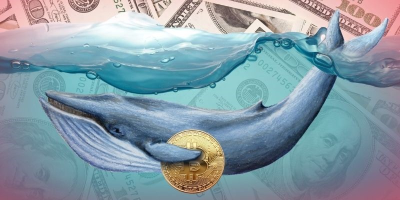 Cá voi Bitcoin là ai? Cách nhận biết các cá voi đang thao túng thị trường